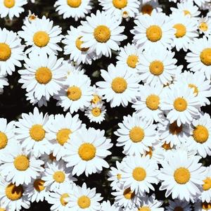 少妇性BBB搡BBB爽爽爽欧美
